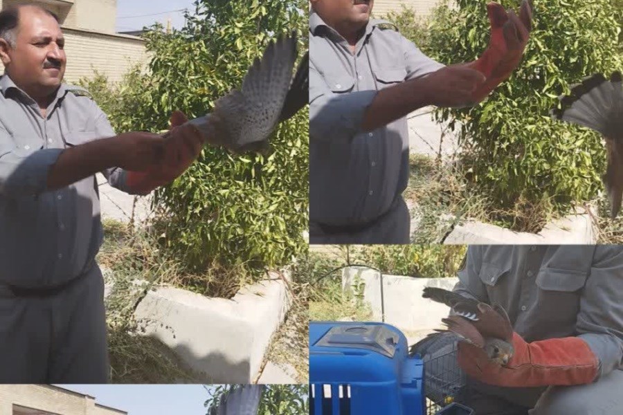 شکارچی متخلف پرندگان شکاری در دشت های جنوب فسا دستگیر شد