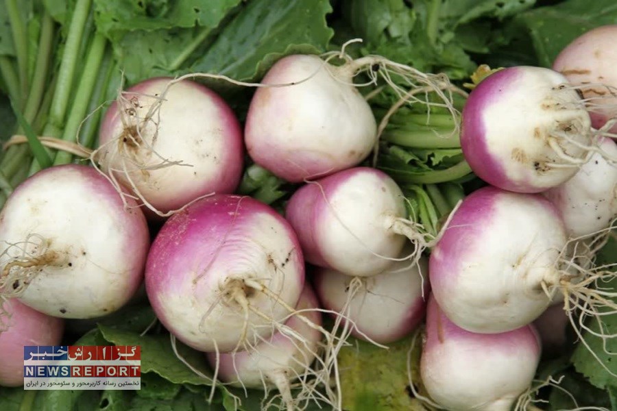 پیش بینی تولید 2500 تُن شلغم در بیضا