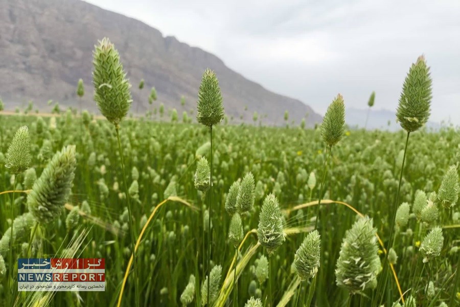 برنامه ریزی جهت تولید شش تن تخم کتان برای اولین بار در بیضا