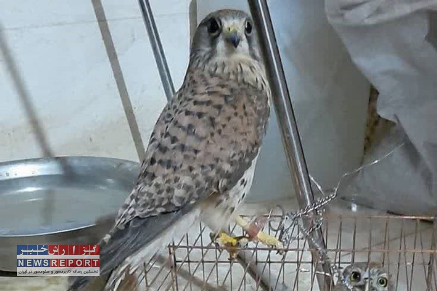 متخلف حرفه ای فروشنده پرندگان شکاری در شیراز دستگیر شد