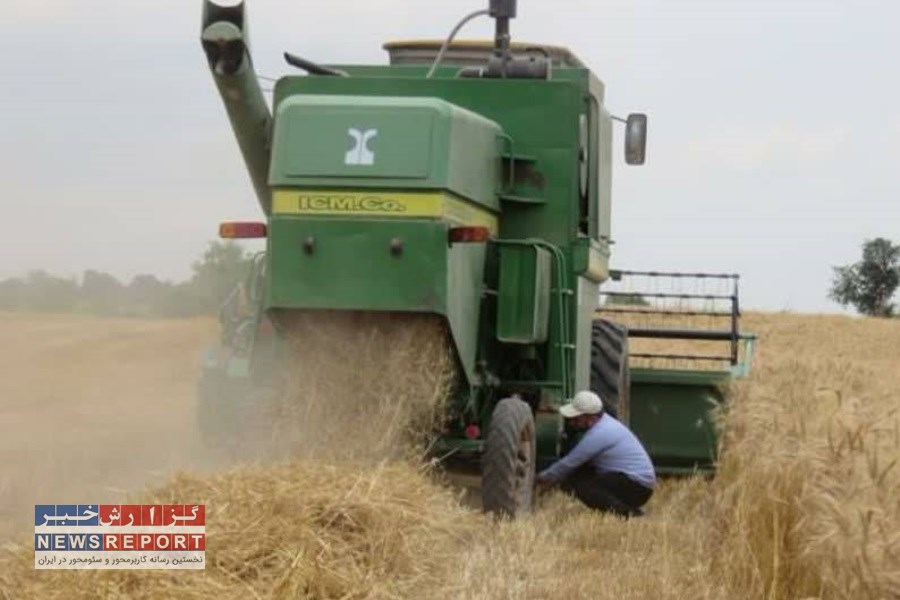 شروع برداشت گندم از مزارع شیراز