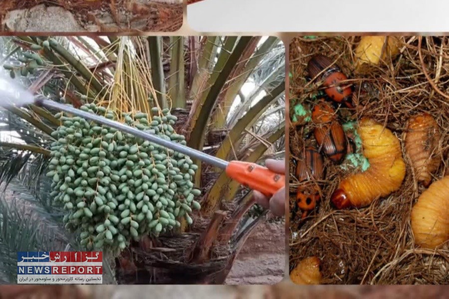 دومین تور ملی آموزشی و ترویجی مدیریت آفات نخیلات در لامرد برگزار شد