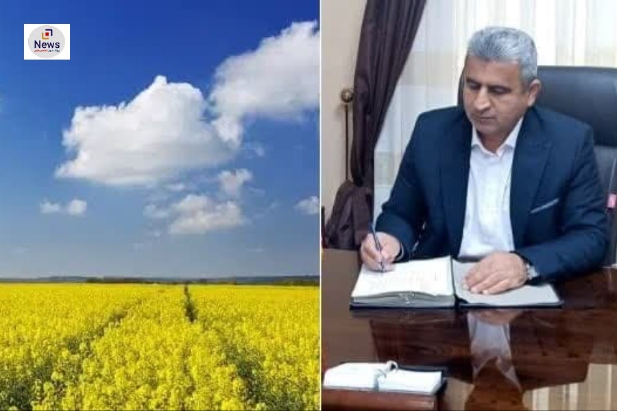 خریداری ۷۹٠ تن کلزا از کشاورزان فارس